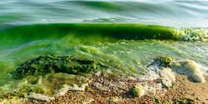 مدیر محیط زیست منطقه آزاد: رنگ سبز آب سواحل قشم ناشی از ازدیاد ریزجلبک‌هاست