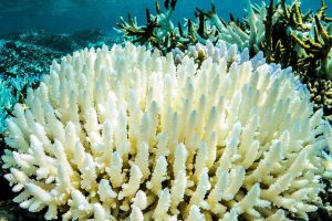 طرح حفاظت از مرجان‌های سواحل سیمرغ کیش در حال اجرا است