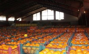 ذخیره سازی ۱۲۰۰ تن میوه شب عید در هرمزگان